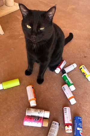 Black cat next to bottles of paint