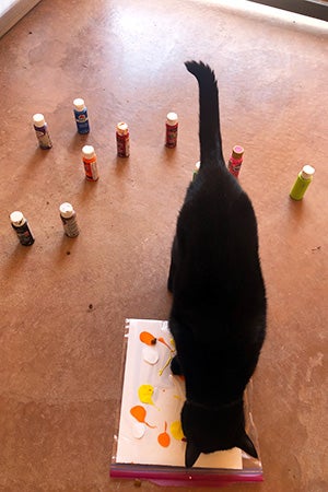 Black cat stepping on the paper to create the painting with paint bottles in the background