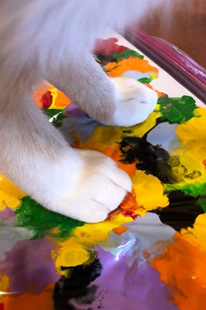 White cat paws stepping on the paint to create the painting