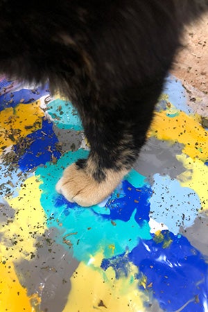 Cat foot stepping on the paint on the canvas to create a painting