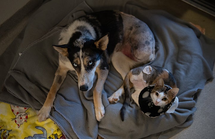 Jade the cat and Petaluma the dog lying next to each other after their amputation surgeries