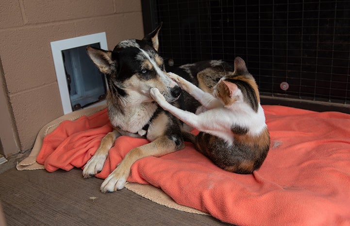 Jade the cat grabbing Petaluma the dog's face with her paws