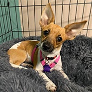 Adopt Pam the dog available for adoption from Chicago