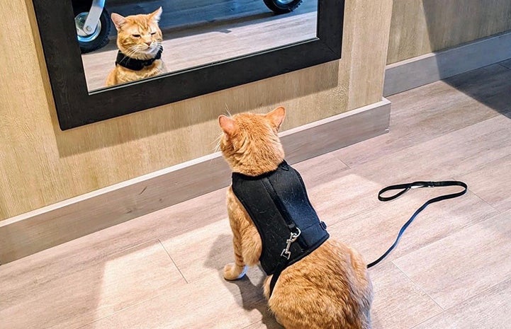 Steak the orange tabby cat wearing a harness and leash, looking at the reflection of himself in a mirror