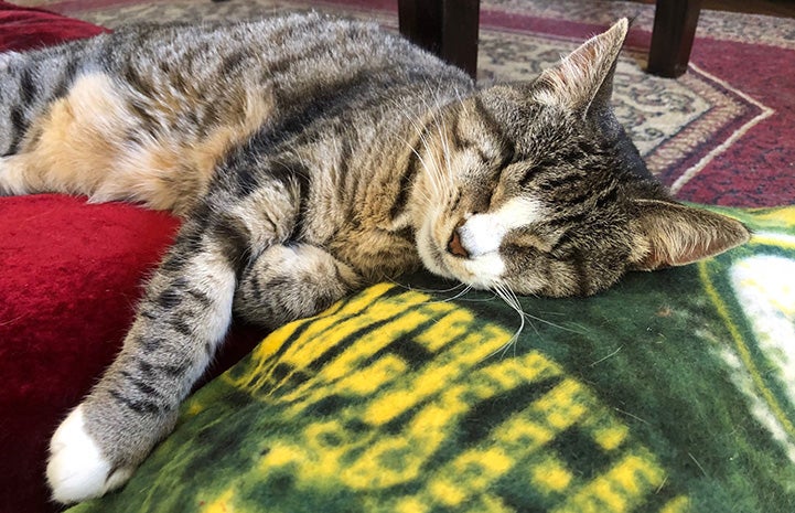 Fizzgig the cat sleeping on a blanket