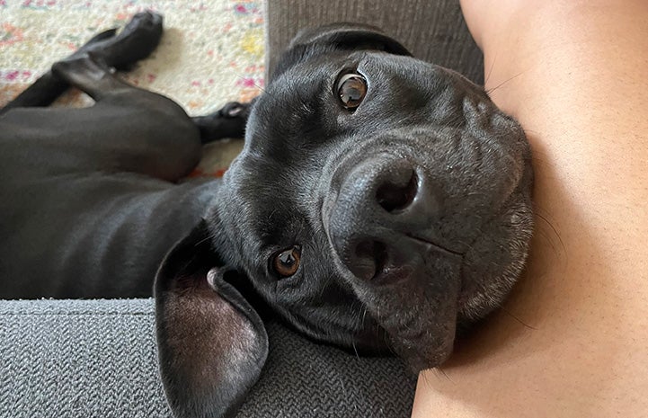 Gus the dog looking up with head leaning on person's arm