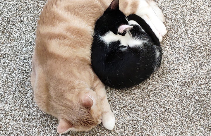 Peach the cat sleeping next to small black and white kitten
