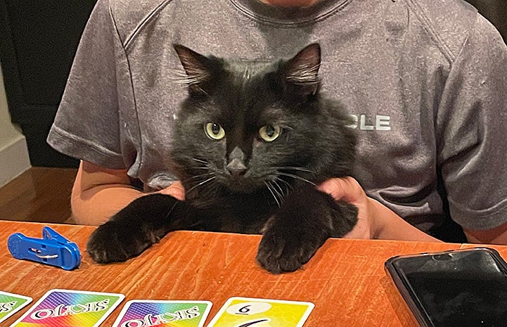 Romeo the cat in front of a person, with front paws on a table, with a card game in front of them