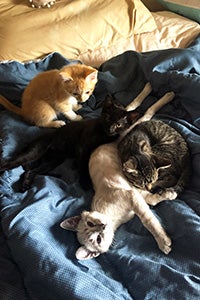 Group of four foster kittens lying next to each other on a blanket