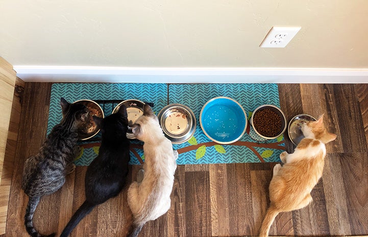 The four foster kittens all lined up eating together