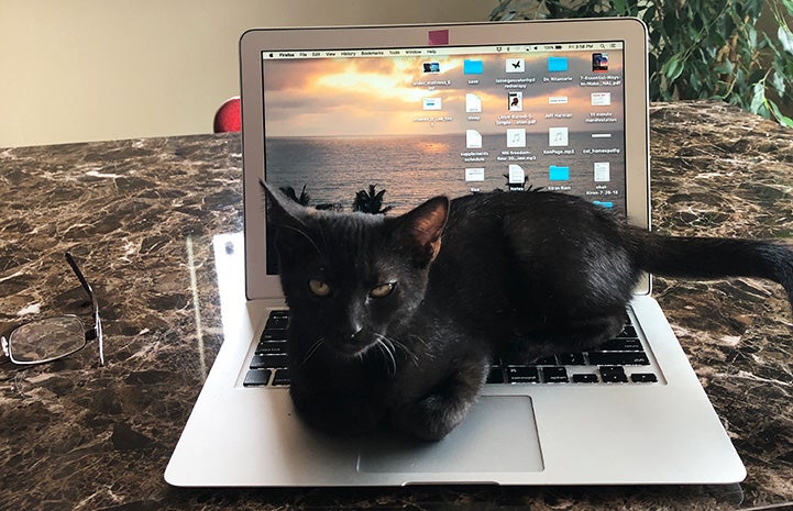 Koi the black kitten on the computer