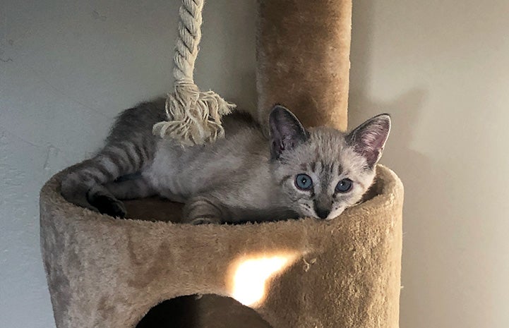 Kyusu the foster kitten with blue eyes lying on a cat tree