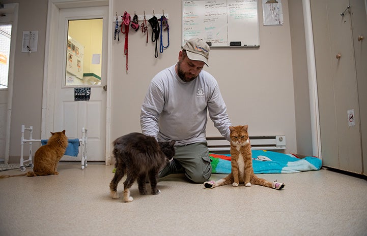 Man kneeling on the ground, petting a few cats including Solarflare