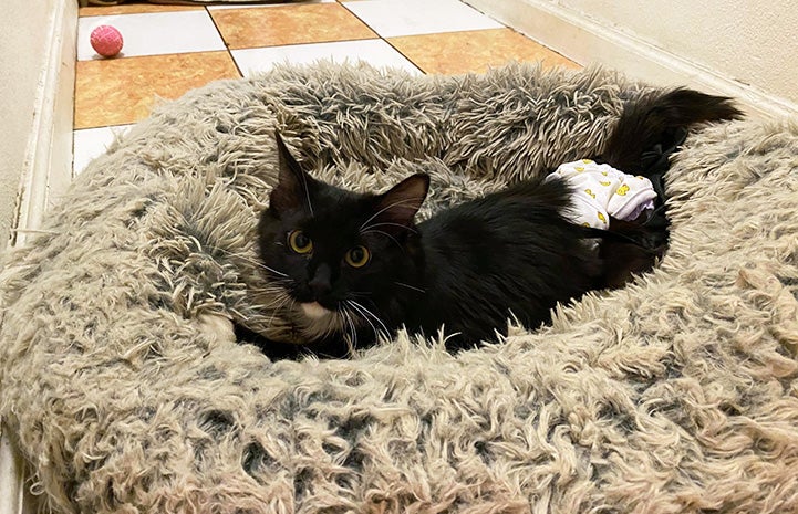 Hot Wheels the cat lying in a large fluffy cat bed