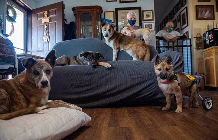 Spearmint Sally the puppy in her wheelchair posing with her foster family, including four other dogs