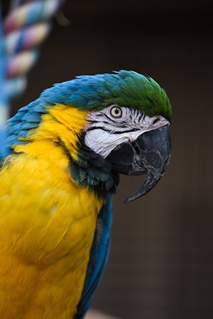 Savannah the macaw parrot