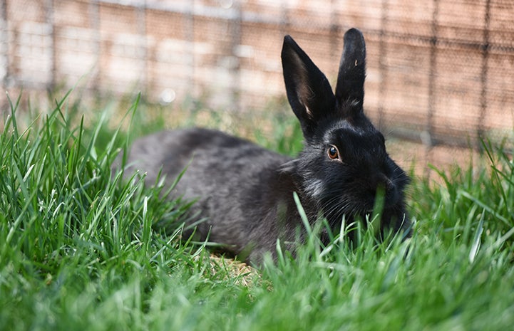 Coop the black rabbit lying in the grass in an outside pen