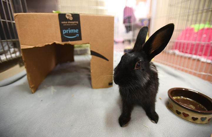 Black rabbit Coop in a pen with a cardboard box behind him