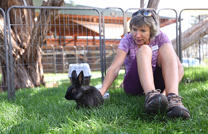 Woman reaching down to pet Coop the black rabbit in the grass in an outside pen