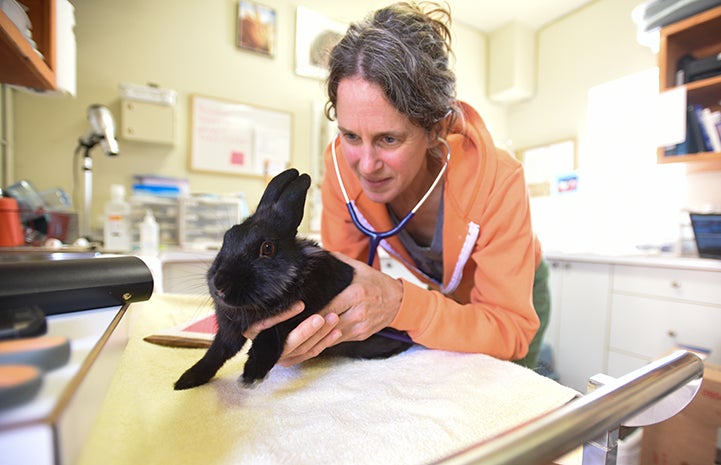 Coop the black rabbit being examined by veterinarian Dr. Patti