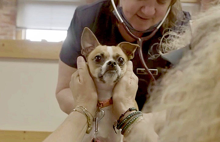 Hands holding the face of a Chihuahua