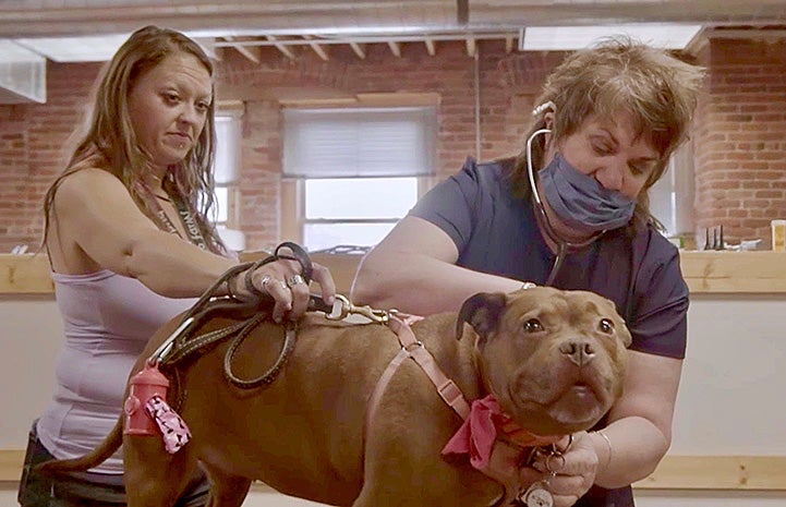 Vaccinations being given to a brown and white pit bull type dog by two people
