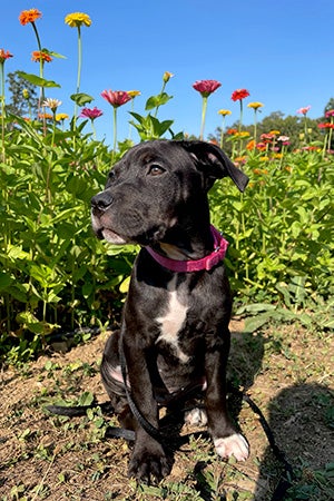 Black and white puppy, sitting outside, with flowers in the background