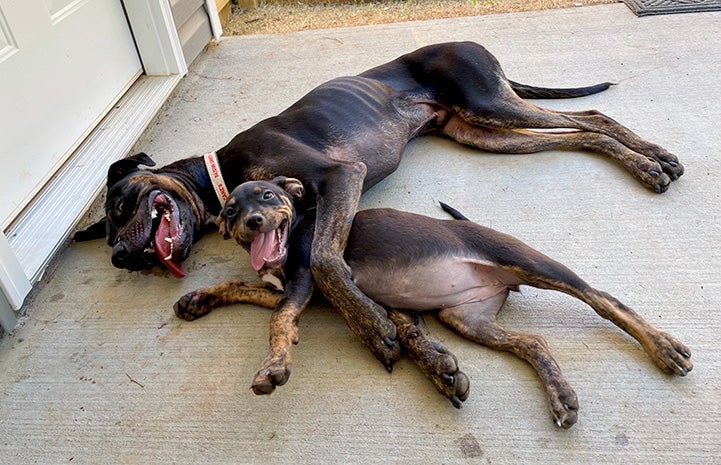 Adult dog lying down with a puppy lying within his front feet