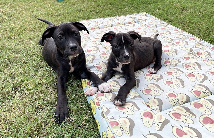 Two black and white puppies outside, one on a blanket, with their front paws touching