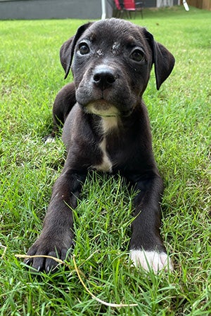 Black and white puppy lying in some grass