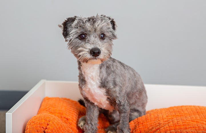 Lil John, a gray and white fluffy puppy on an orange cushion
