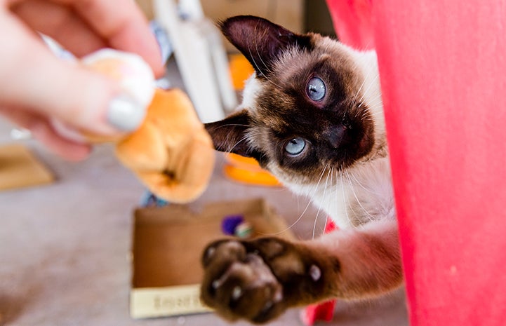 Siamese cat reaching out to play with toy being held by a person's hand