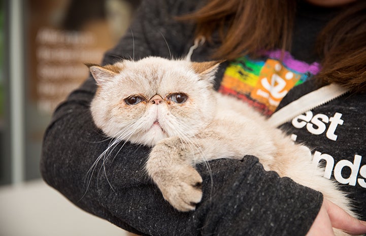 Persian cat Posh Spice being held by a person wearing a rainbow colored Best Friends Animal Society shirt