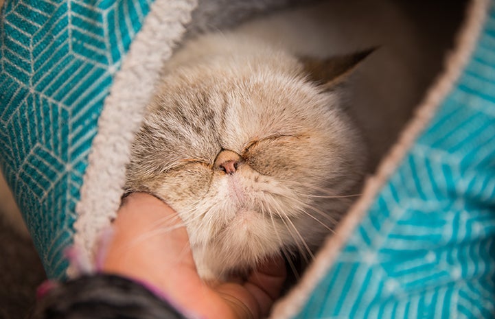 Posh Spice the Persian cat in an enclosed cat bed being scratched under the chin