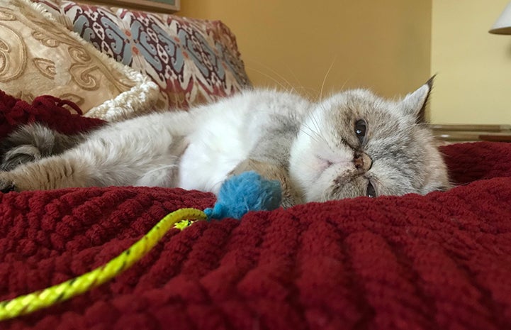 Posh Spice the Persian cat lying on a bed in her new home while holding onto a toy