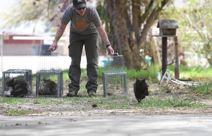 Person releasing a feral from a humane trap while the community cat runs away