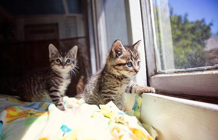 Two kittens looking out of a window