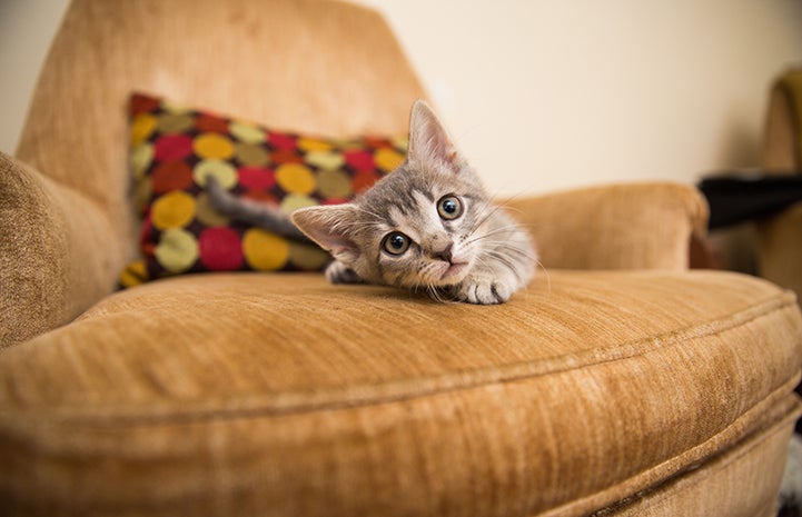 Gray tabby kitten lying down on a tan chair with a pillow behind him