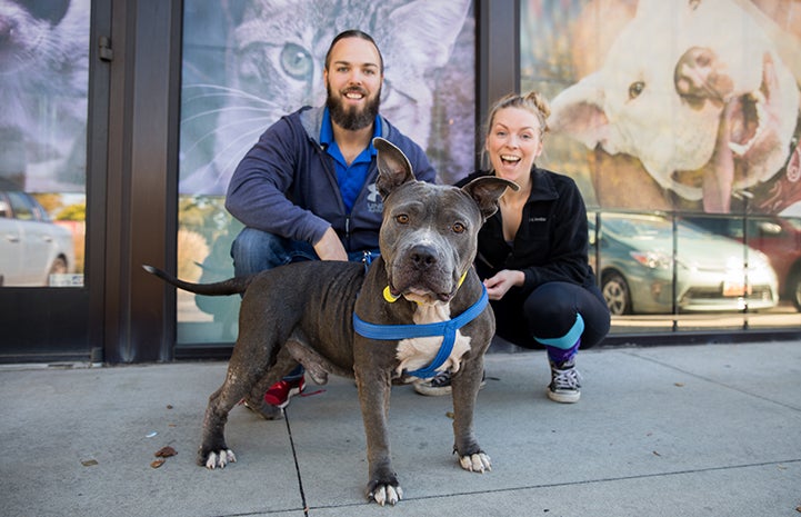 Gray and white pit bull terrier dog with perky ears with his foster parents behind him