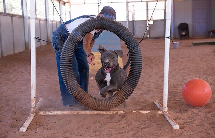 Bosco the dog jumping through a hoop in an agility course with a person standing behind him
