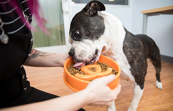 Dog eating dog food out of an orange Best Friends-branded bowl being held by a person