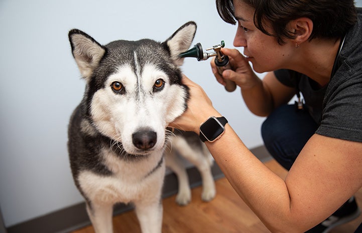 Vet or vet tech looking into the ear of a husky-type dog during an exam