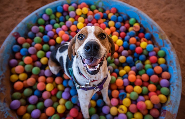 Stax the dog in a kiddie pool filled with multi-colored balls