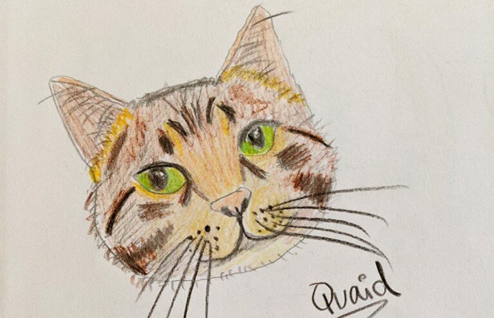 Drawing of a tabby cat