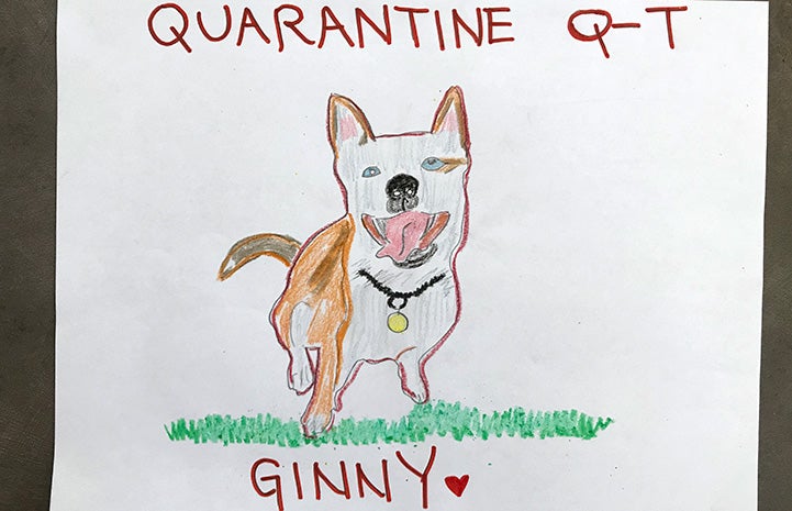 Drawing of a smiling pit bull type dog with the words, Quarantine Q-T Ginny