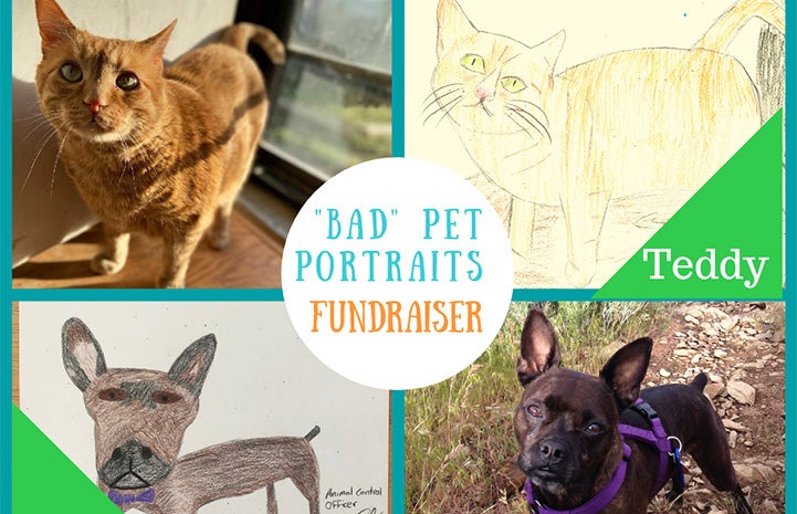 Bad Pet Portrait Fundraiser advertisement for Salt Lake County Animal Services featuring Zelda the dog and Teddy the cat