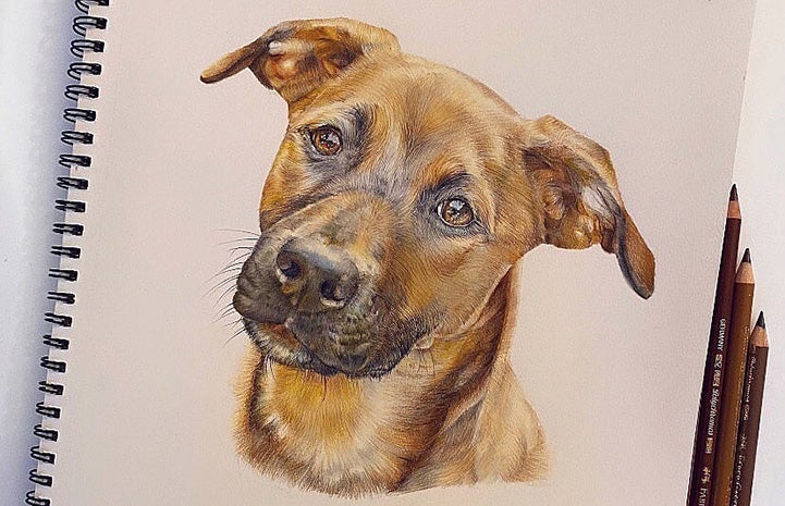 Lifelike and detailed drawing of a brown dog