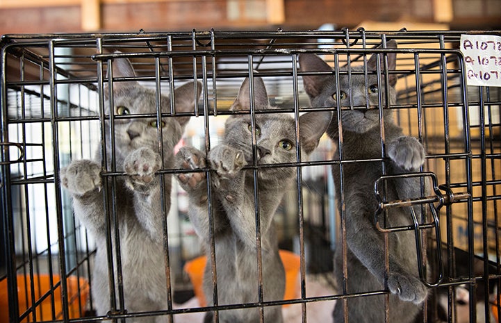 Three gray kittens in a kennel as part of a transport from Atlanta
