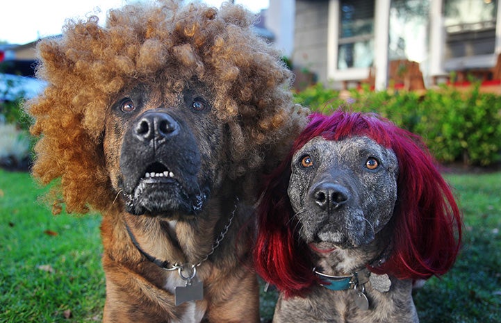 Two dogs wearing wigs