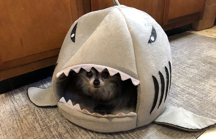 Small dog in a shark bed